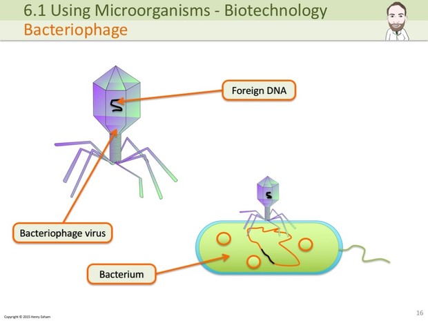 IGCSE Biology - Genetic Modification Presentation