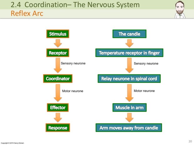 IGCSE Biology - The Nervous System Presentation