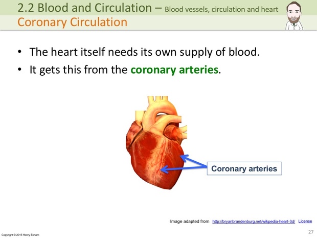 IGCSE Biology - Blood Vessels, Circulation and the Heart Presentation