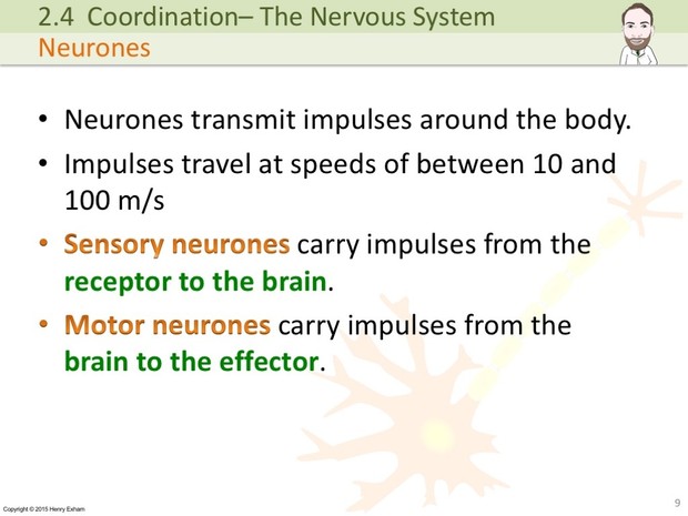 IGCSE Biology - The Nervous System Presentation