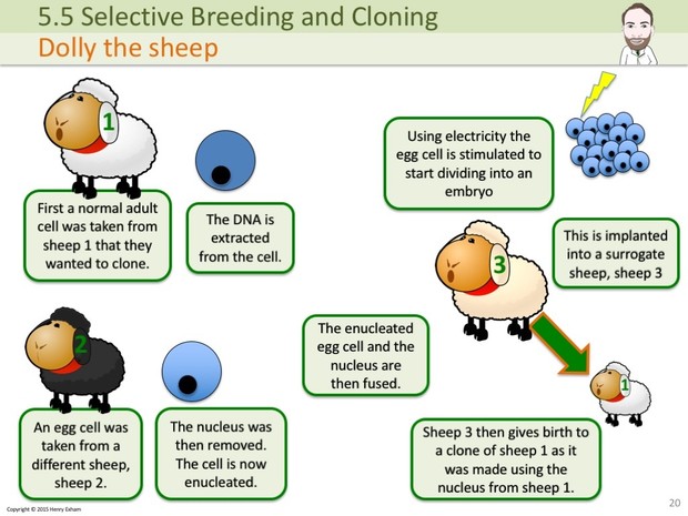 IGCSE Biology - Selective Breeding and Cloning Presentation