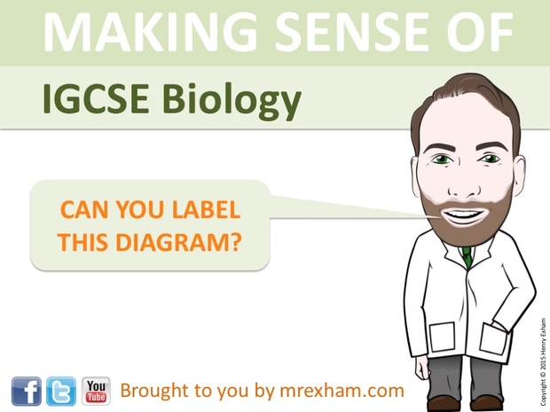 IGCSE Biology - Label The Diagram Revision