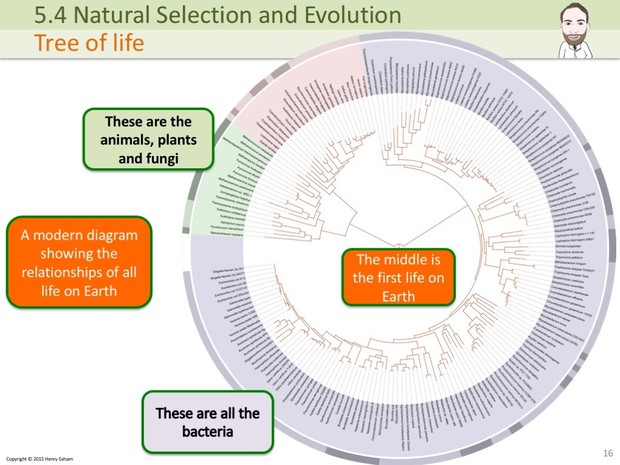 IGCSE Biology - Evolution Presentation