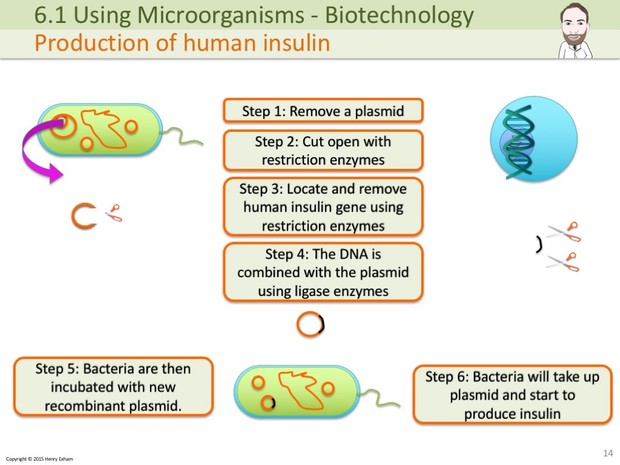 IGCSE Biology - Genetic Modification Presentation