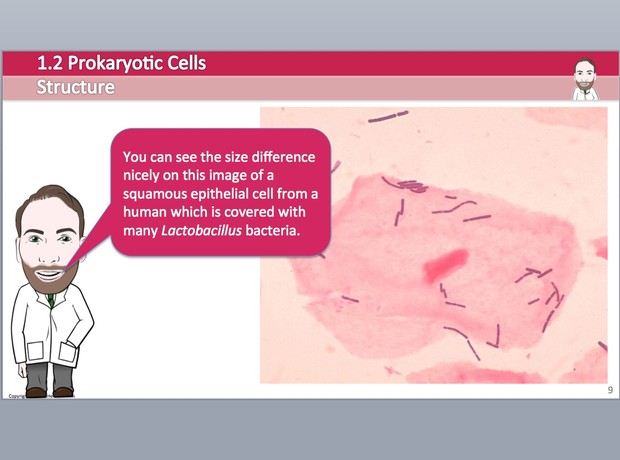 Cambridge Pre-U Biology - 1.2 Prokaryotic Cells Presentation