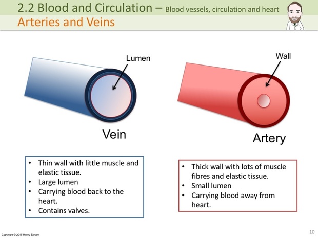 IGCSE Biology - Blood Vessels, Circulation and the Heart Presentation