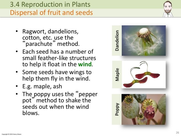IGCSE Biology - Plant Reproduction Presentation