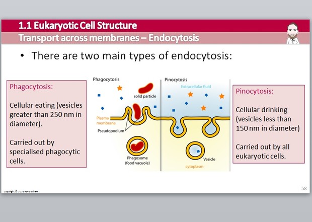 Cambridge Pre-U Biology - 1.1 Eukaryotic Cell Structure Presentation