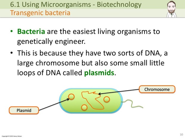 IGCSE Biology - Genetic Modification Presentation
