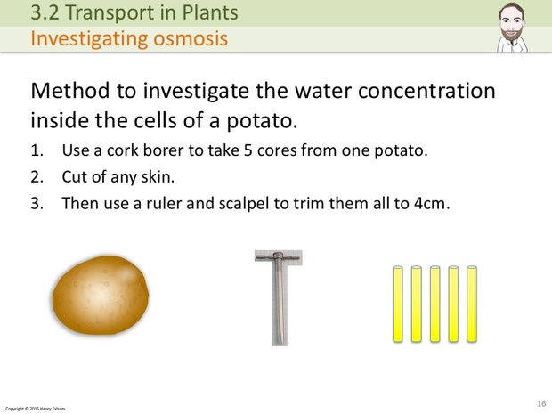 IGCSE Biology - Plant Transport Presentation