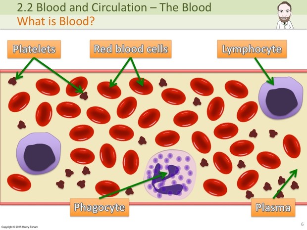 IGCSE Biology - The Blood Presentation