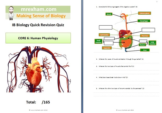IB Biology Revision Quiz - Core 6: Human Physiology