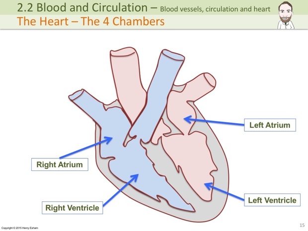 IGCSE Biology - Blood Vessels, Circulation and the Heart Presentation