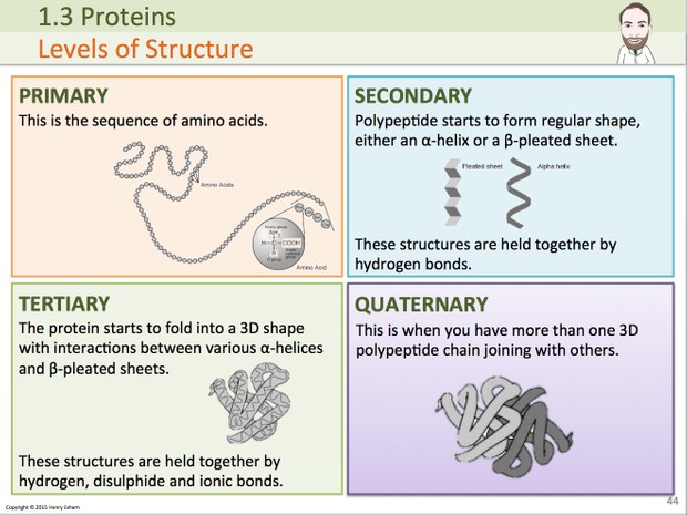 A Level Biology - Biological Molecules Presentation