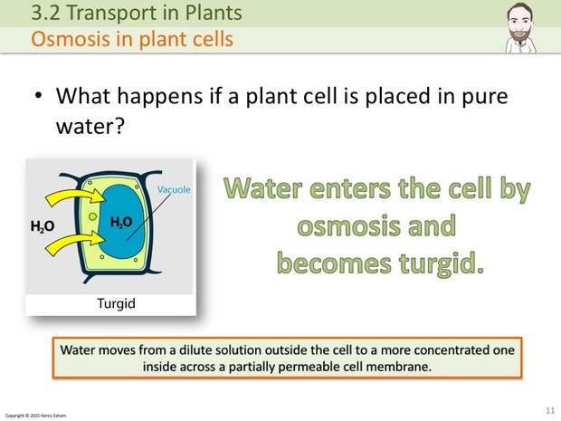 IGCSE Biology - Plant Transport Presentation