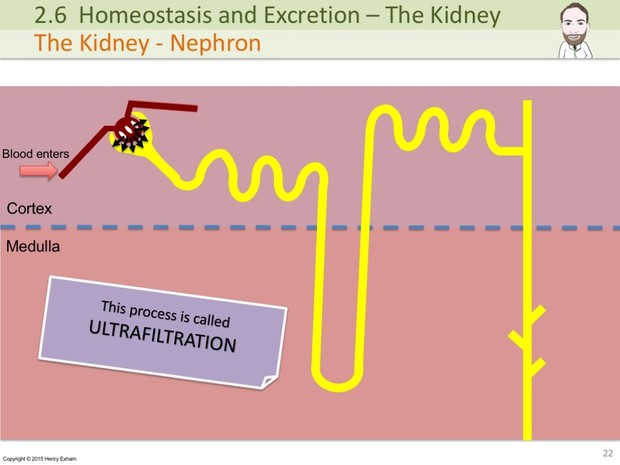 IGCSE Biology - The Kidney Presentation