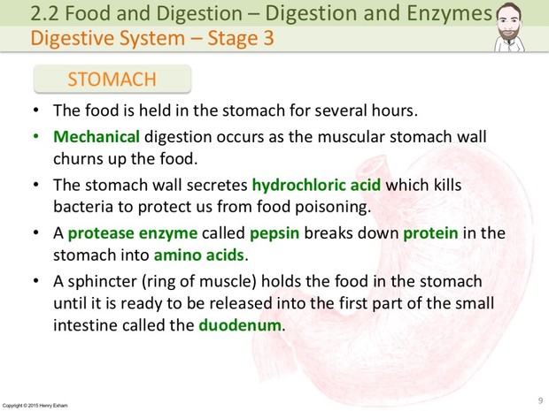 IGCSE Biology - Digestion and Enzymes Presentation