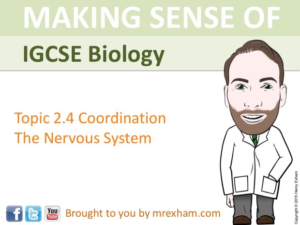 IGCSE Biology - The Nervous System Presentation
