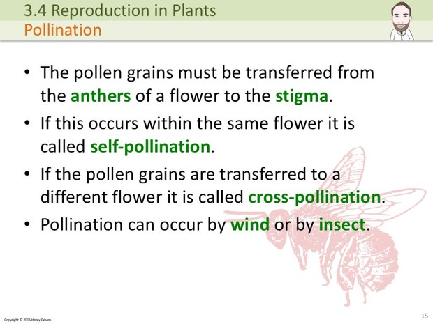 IGCSE Biology - Plant Reproduction Presentation