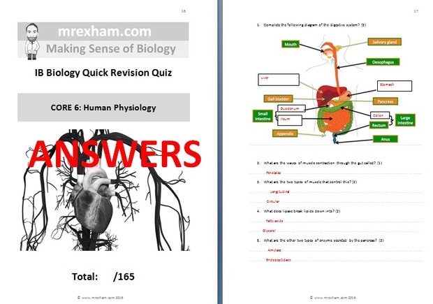 IB Biology Revision Quiz - Core 6: Human Physiology