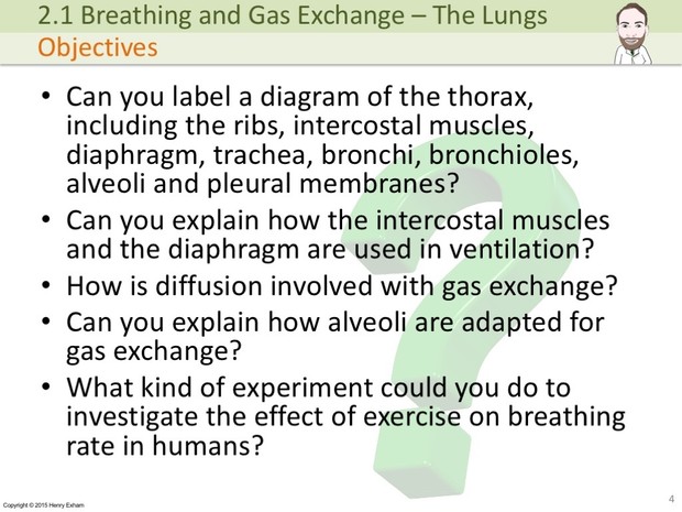 IGCSE Biology - The Lungs, Gas Exchange and Smoking Presentation