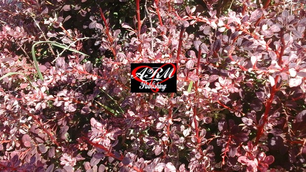 Pink Shrub