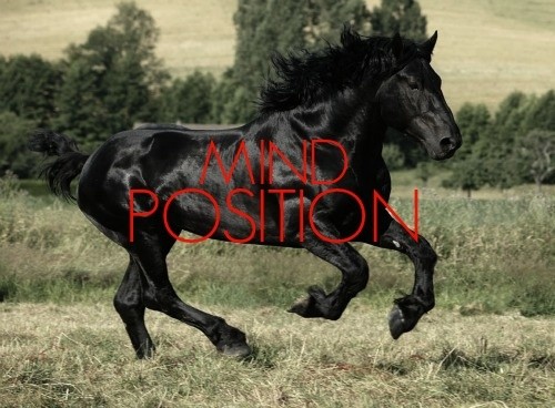 Stallion Stamina (Males)