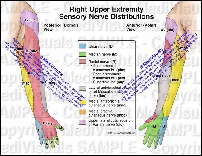 Sensory Nerve Distributions of the Right Arm and Hand- - PI Exhibits NOW!