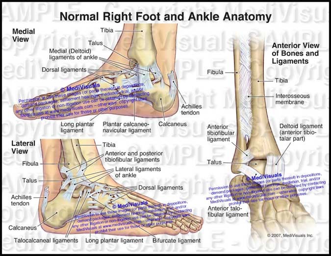 Normal Right Foot and Ankle Anatomy - #1237 - PI Exhibits NOW!