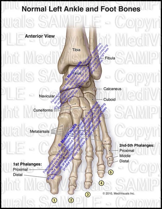 Normal Left Ankle and Foot Bones -Anterior View - #101 - PI Exhibits NOW!