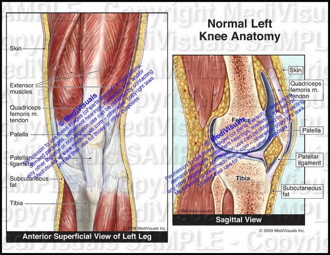 Normal Left Knee Anatomy - #1113 - PI Exhibits NOW!