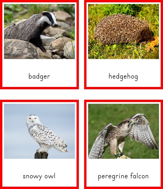 Montessori Animals of Europe 3 Part Cards and Fact Cards