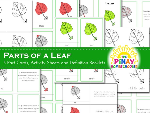 Parts of a Leaf