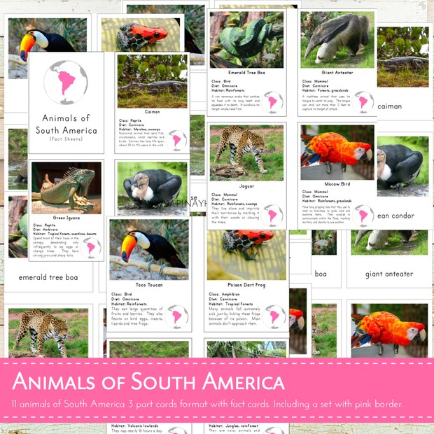 Montessori Animals of South America 3 Part Cards and Fact Cards