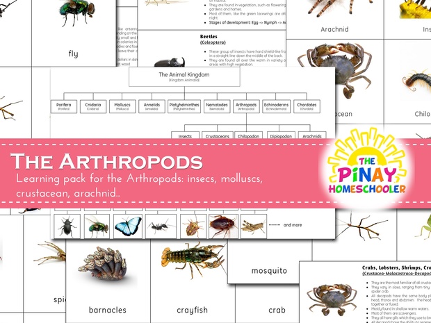 The Arthropods Learning Pack