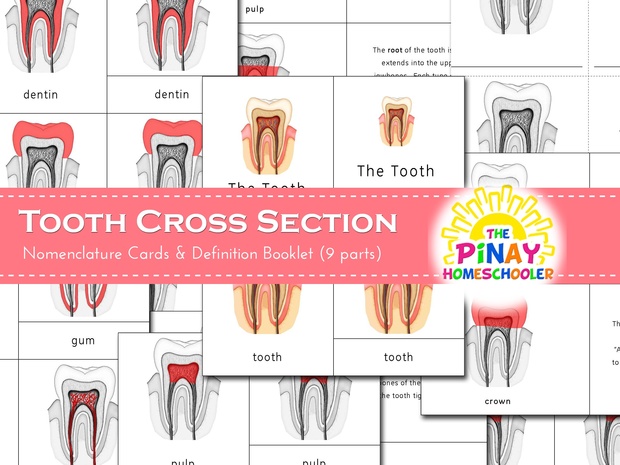 Tooth Cross Section