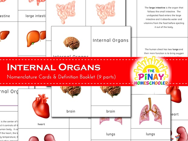 The Internal Organs