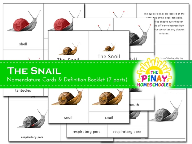 The Snail