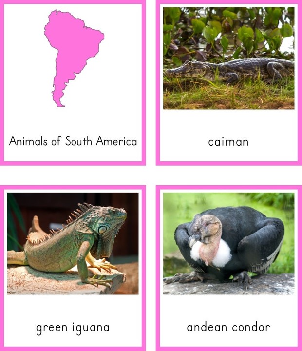 Montessori Animals of South America 3 Part Cards and Fact Cards