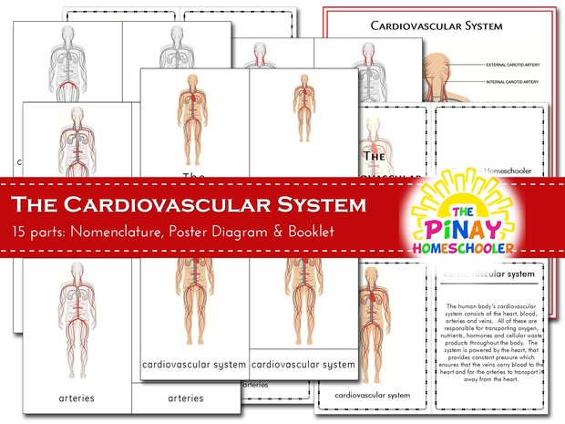 The Cardiovascular System