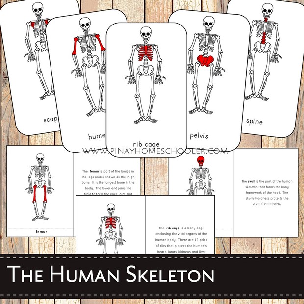 The Human Skeleton
