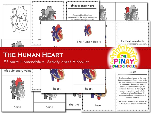 The Human Heart