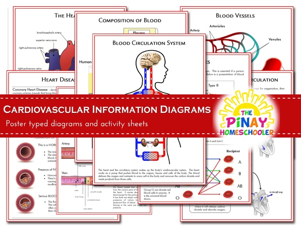 Cardiovascular System Information Diagrams