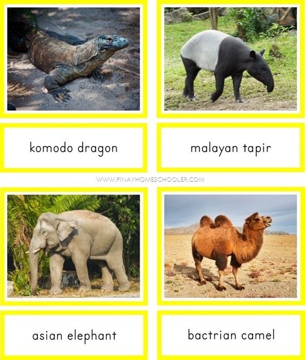 Animals of Asia