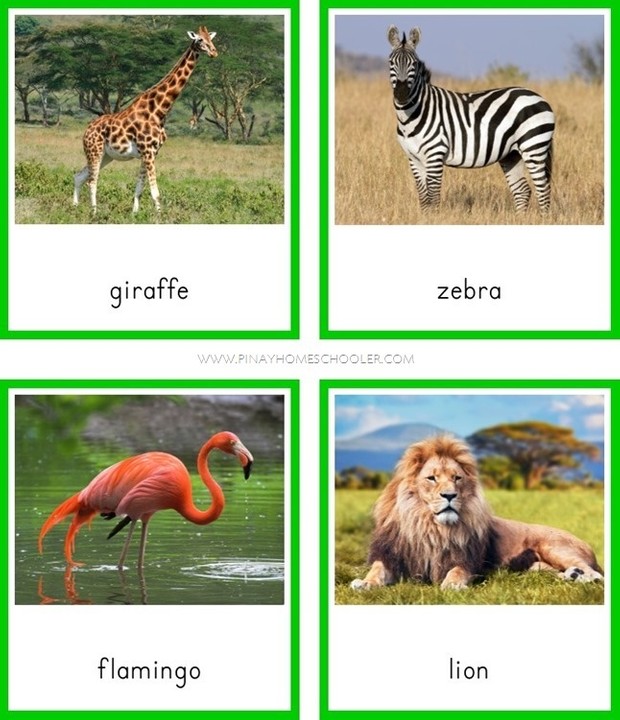 Animals of Africa