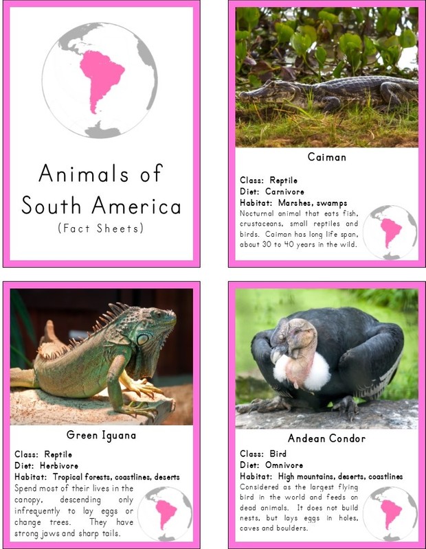 Montessori Animals of South America 3 Part Cards and Fact Cards