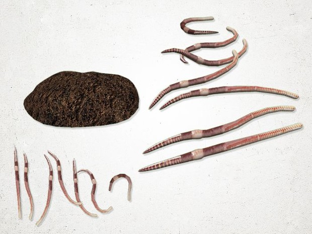 Earthworm - 3D Model