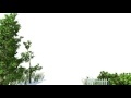 00197_3D animated American Holly and Boxwood shrubs and grass with wind effect