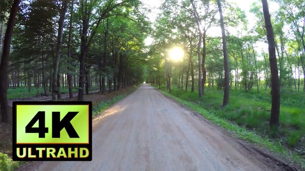 01133_Netherlands drone passing through beautiful forest road_4K UltraHD Version