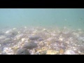 00262_GoPro Hero 4 footage underwater beach side view with pebble and waves